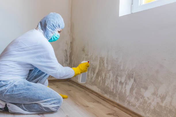 Licensed Black Mold Removal service in Ijamsville, MD - WQB Mold Removal