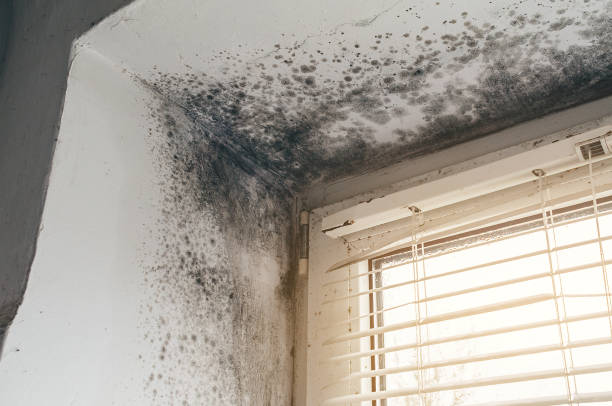 Affordable Black Mold Removal solutions in Ijamsville, MD
